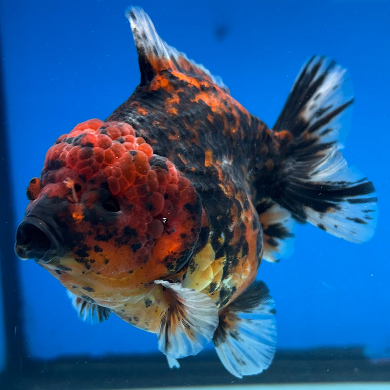 Thai Oranda Calico Tiger 3.5” Body Female(CK-1512)BLUETUB-D