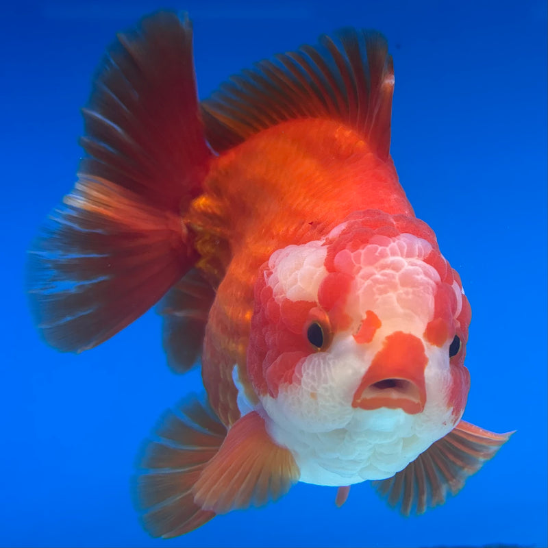 Thai Oranda Red/White 4” Body Male(CK-1449)R1BLUETUB1