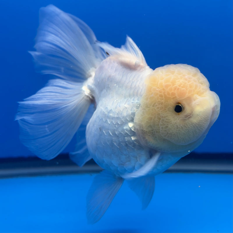 Thai Oranda Lemon Head White 4” Body Female(CK-812)R1B01