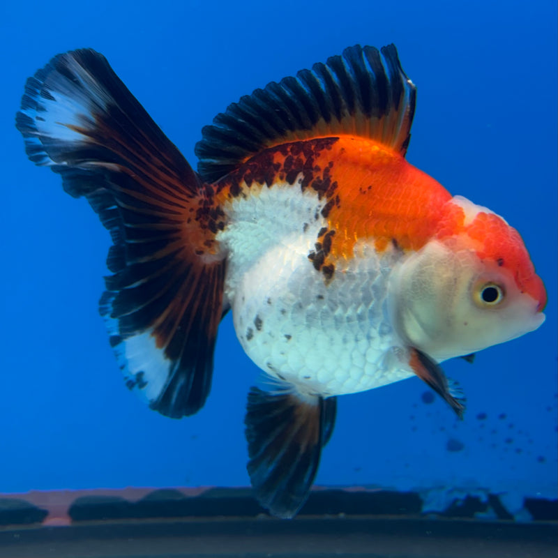 Thai Oranda Apache 3” Body Female(QGF-CK-1071)SHOWTANK