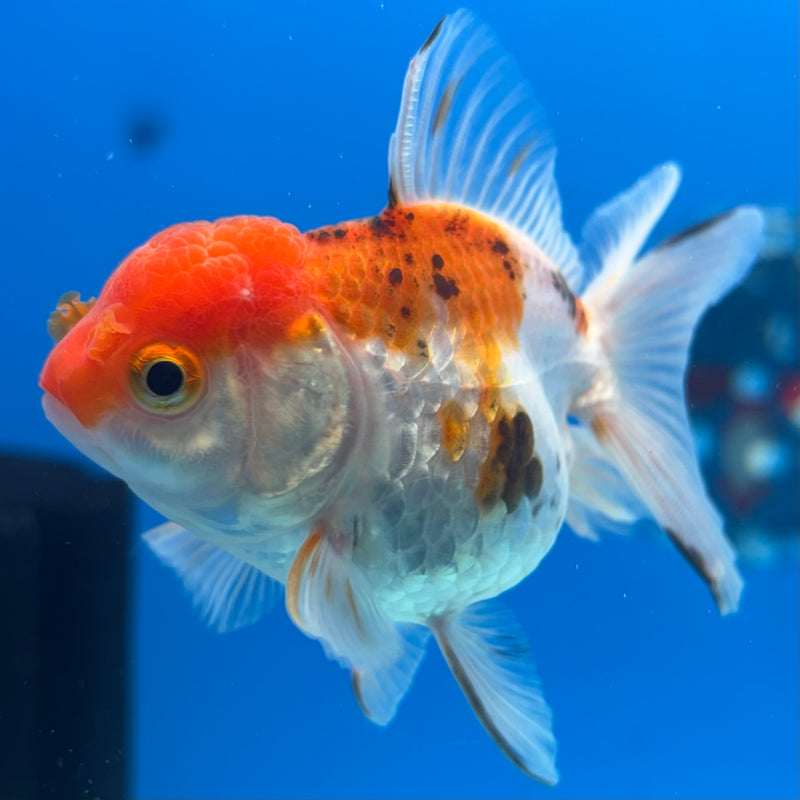 Thai Oranda Tri-Color 2.5” Body Female(CK-1288)R3B02