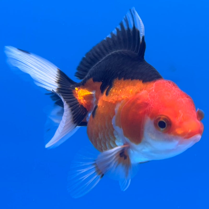 Thai Oranda Apache 2.5”Body Male(CK-744)R3B20