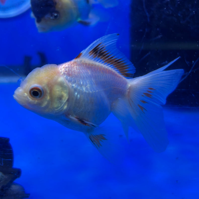 Live Premium Fancy Goldfish Thai Oranda Panda 2.5" Body Male(JC-284) R4C04