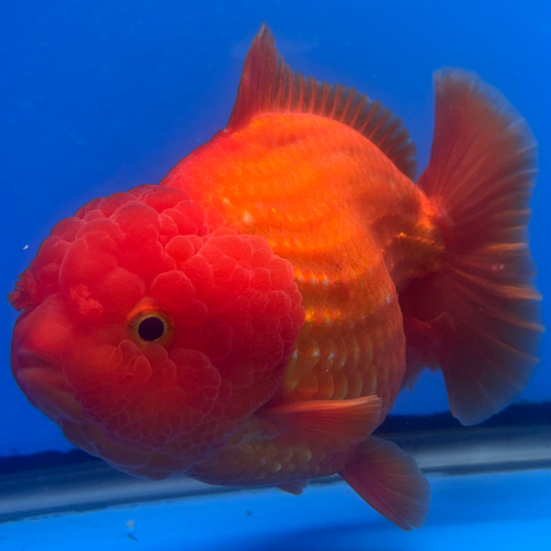 Thai Oranda Full Red 4” Body Male(CK-1444)BLUETUB2