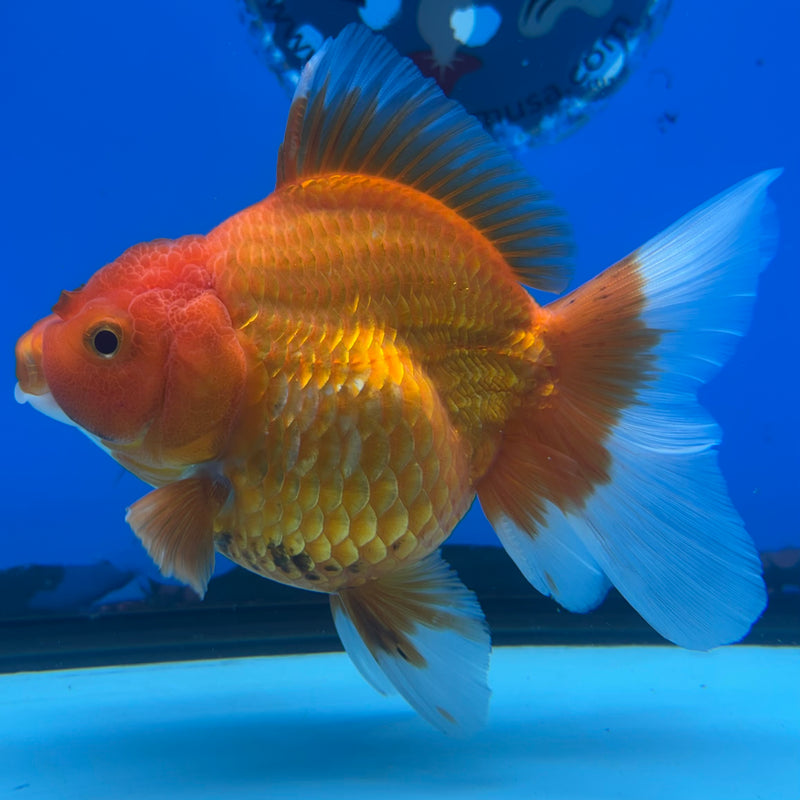 Thai Oranda Full Red 3.5” Body Female(CK-1199)SHOWTANK