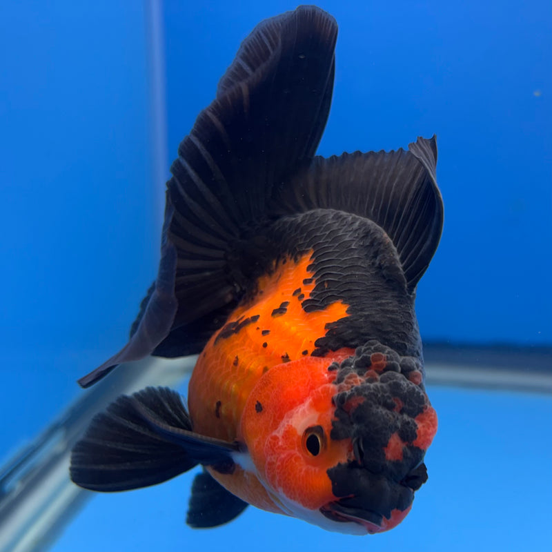 Thai Oranda Apache 3” Body Male(CK-696)R1B07