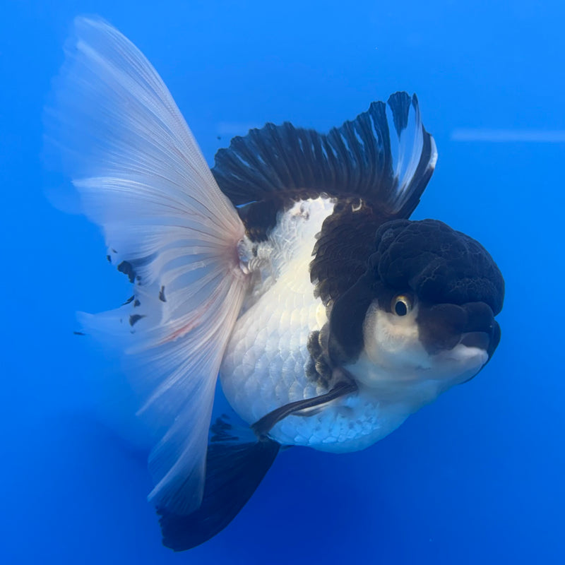 Thai Oranda Panda 4” Body Male(CK-807)R1A08