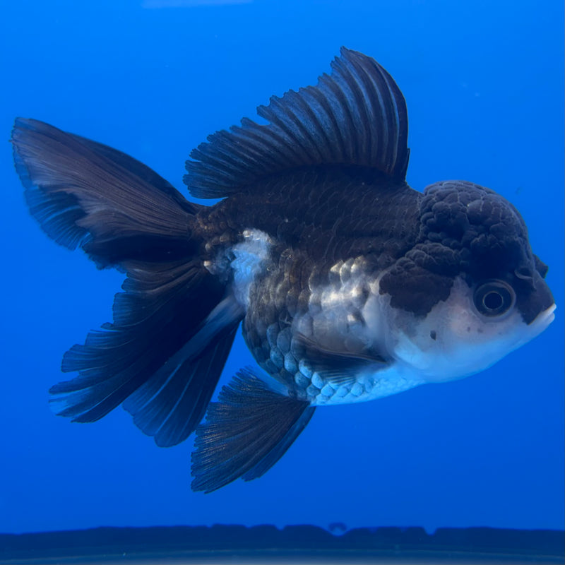 Thai Oranda Panda 3.5” Female(CK-785)R1A12
