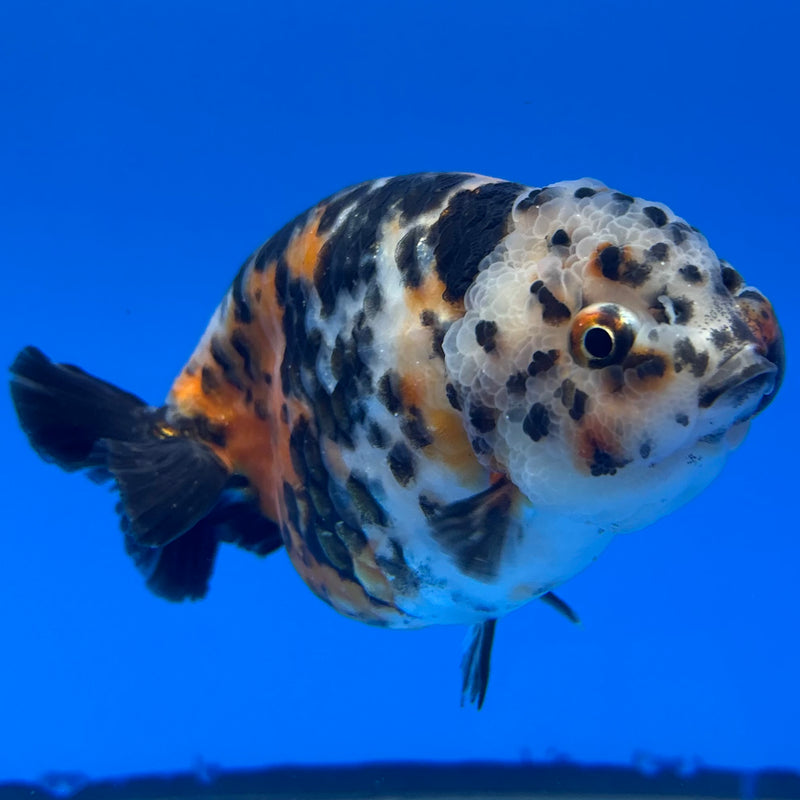 Chinese Ranchu Calico 4” Body Male(CK-1462)R2A07