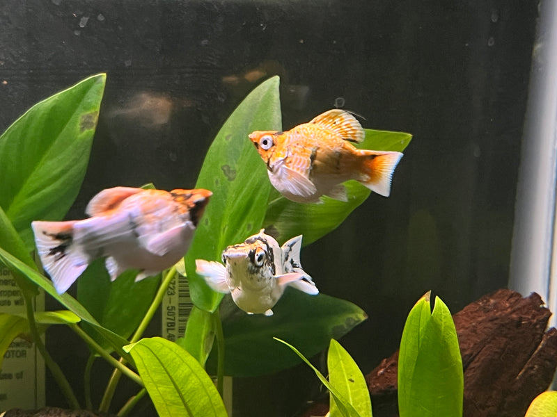 High Grade Red Head Balloon Molly (Poecilia sphenops)