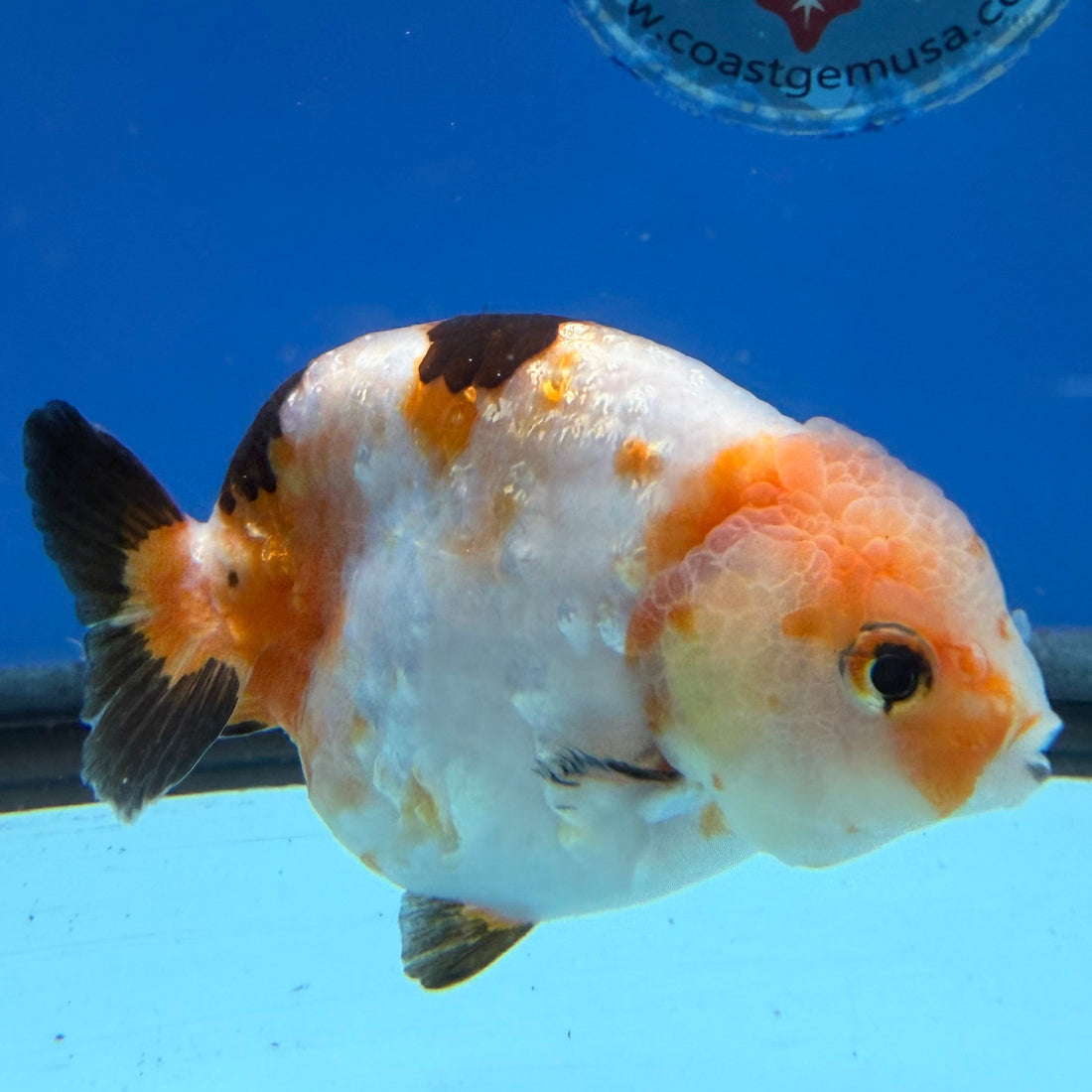 Chinese Ranchu Tri-Color Sakura 3.5in Female (FEB-309)BLUETUBC