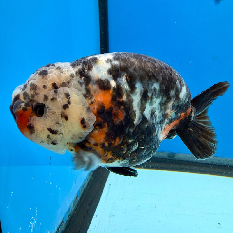 Chinese Ranchu Calico 3.5in Male (FEB-277)BLUETUBC
