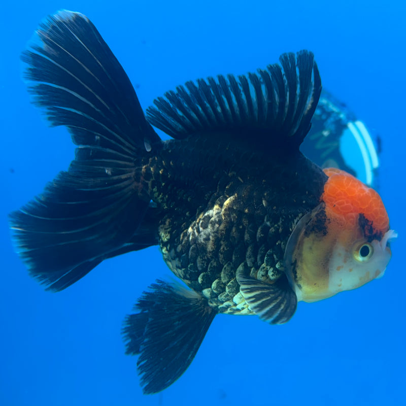 Thai Oranda Apache 3.5” Body Female(CK-919)R1BLUETUB4