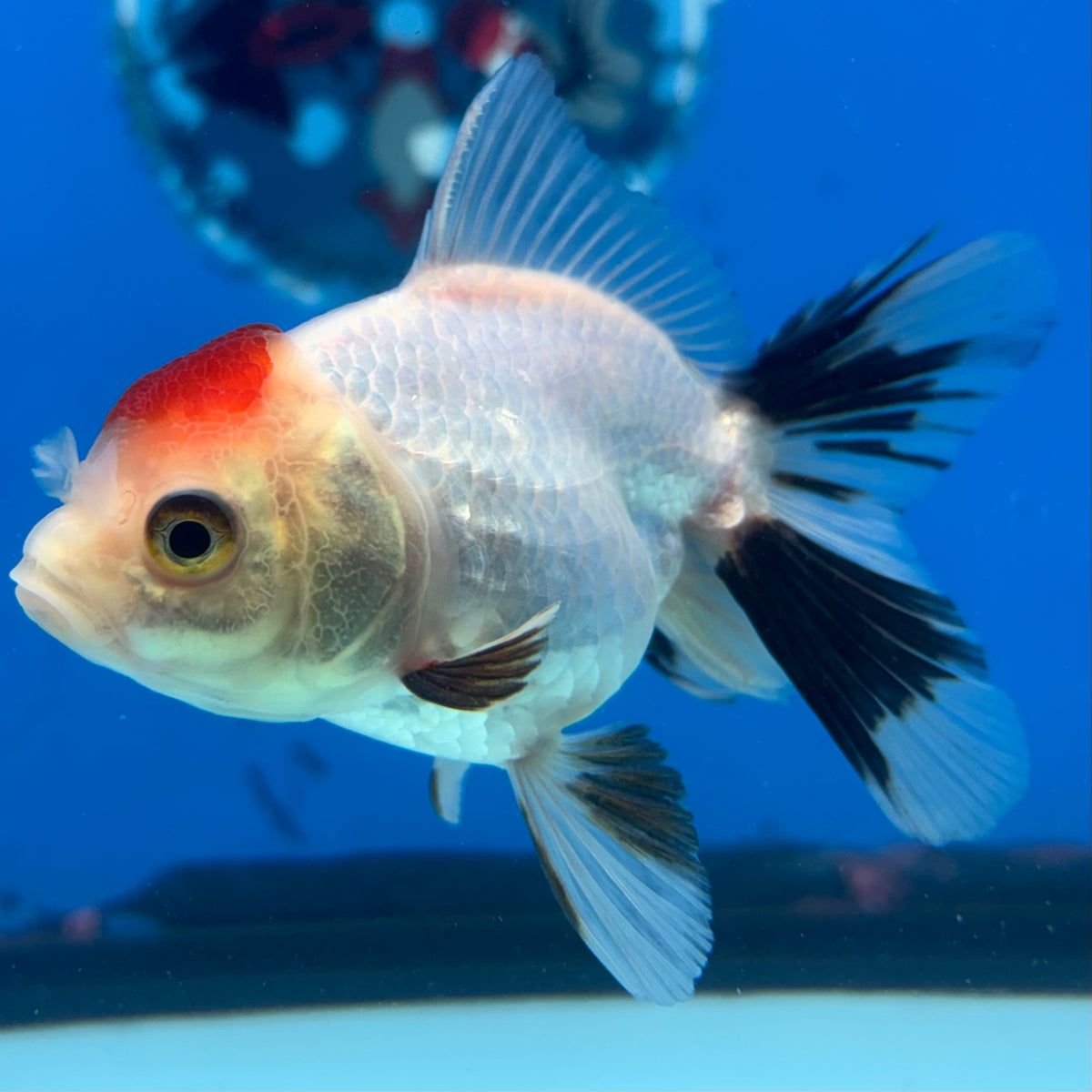Thai Oranda Tri-Color 2.5" Female (CK-1521)R3B16