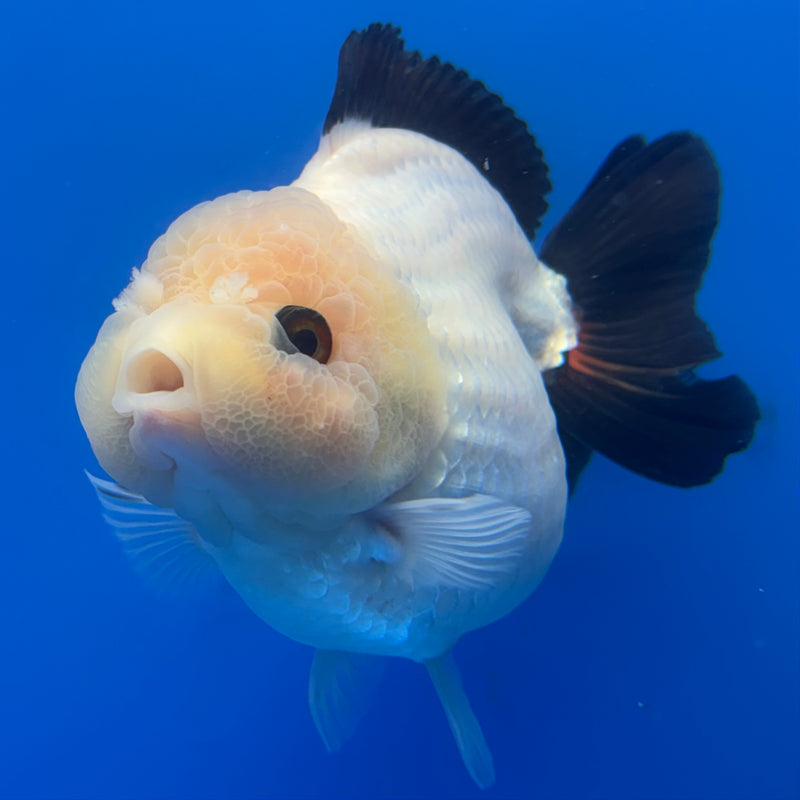 Thai Premium Oranda Yuanbao Panda 4” Body Female(CK-768)R1BlueTub4