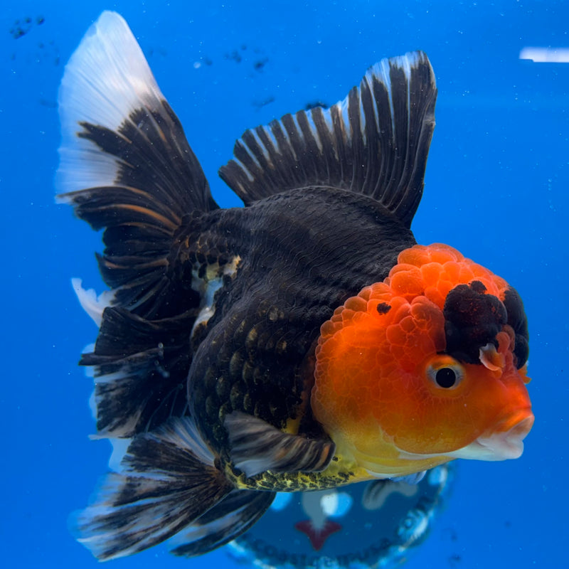 Thai Oranda Apache 3.5" Female(CK-1531)R2A05