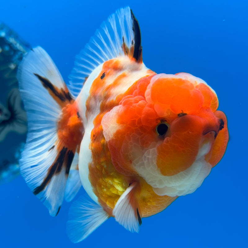 Thai Oranda Tri-Color Calico 3” Body Male(QGF-CK-1099)SHOWTANK