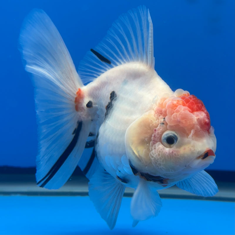 Thai Oranda Tri-Color Calico 3” Body Male(CK-698)R1B07