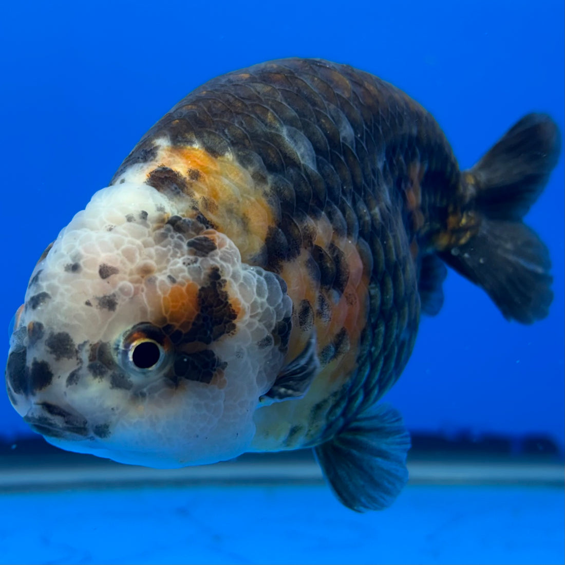 Chinese Ranchu Calico 4” Body Male(CK-1463)BLUETUBC