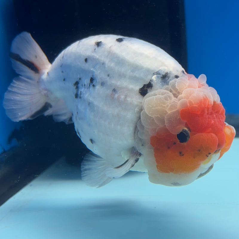 Thai Ranchu JUMBO Calico 4.5” Body Male(BIN-CK-1051)SHOWTANK2