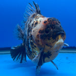 Thai Oranda Tri-Color Tiger 4.5" Male(NKT-CK-1579)BLUETUB-B