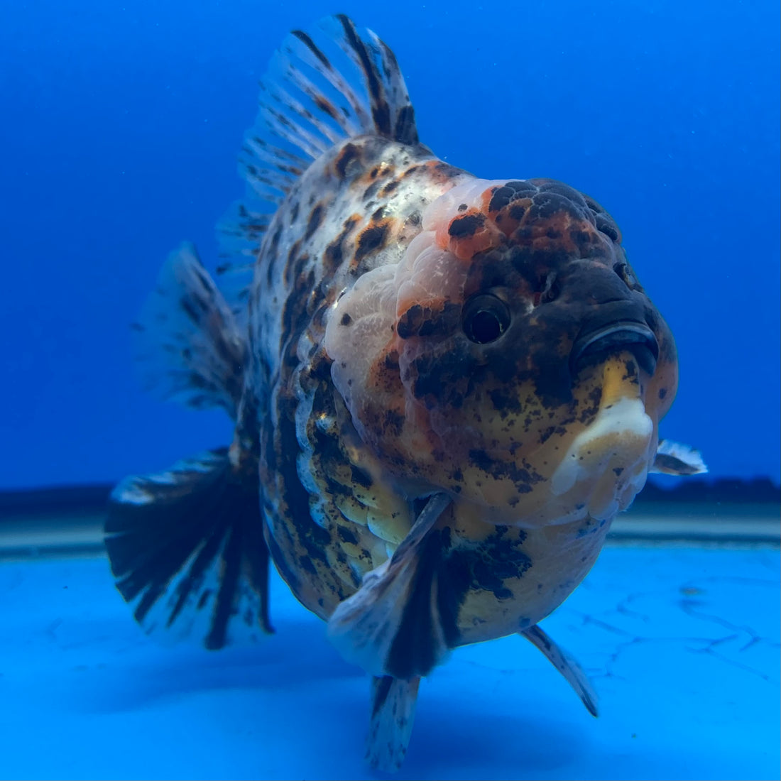 Thai Oranda Tri-Color Tiger 4.5" Male(NKT-CK-1579)BLUETUB-B