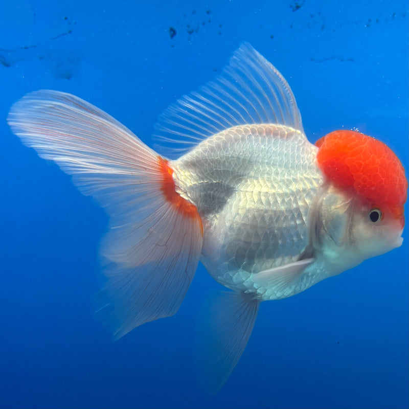 Thai Oranda White Body Red Cap 3.5" Female(CK-1542)R2B13