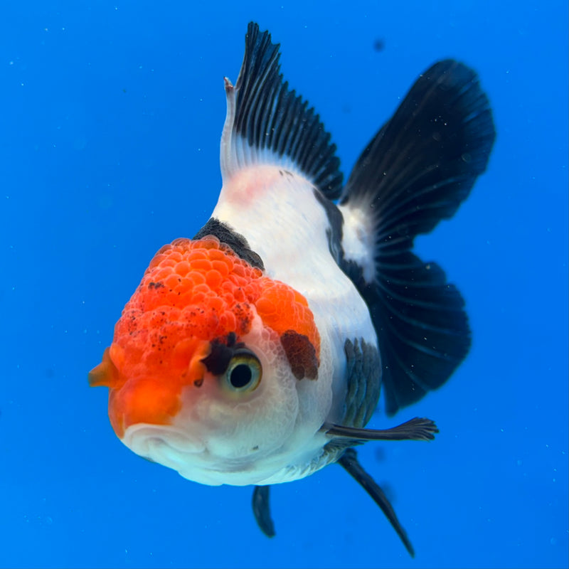 Thai Oranda Tri-Color 3.5” Body Female(CK-931)R1BLUETUB4