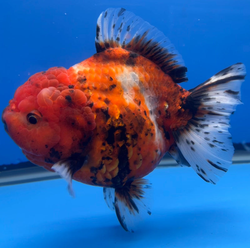 Thai Oranda JUMBO Red Calico Tiger 5” Body Male(CRP-CK-645)BLUETUB2