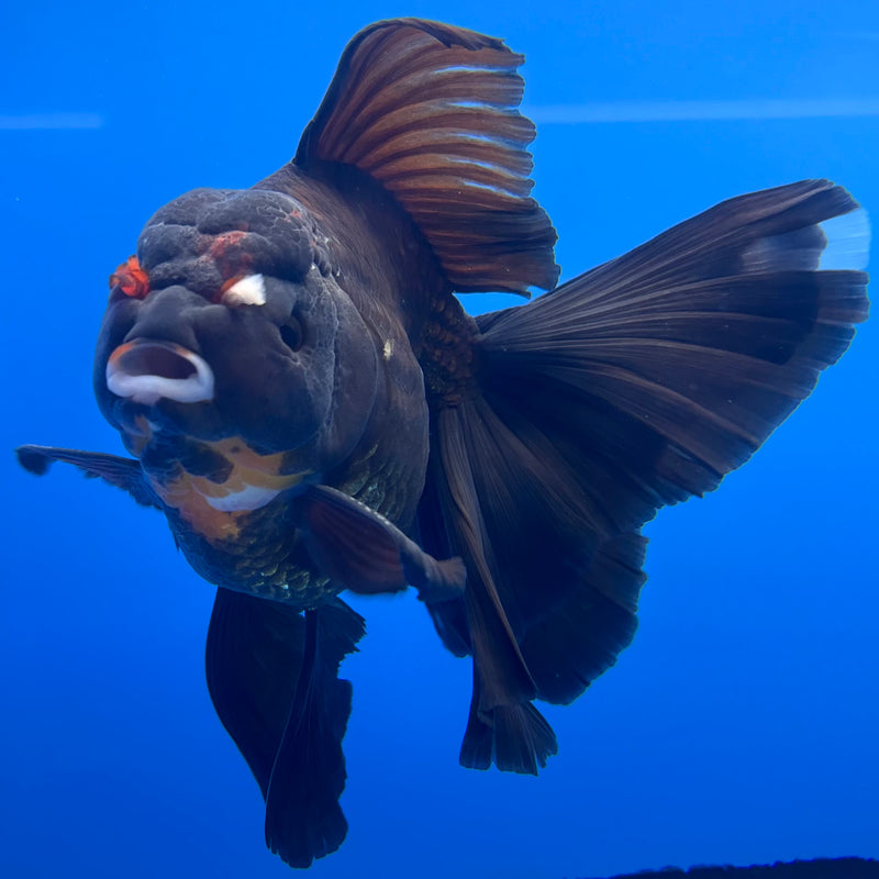 Thai Oranda JUMBO Black Body Red Cap 4” Body Female(QGF-CK-1336)BLUETUB1