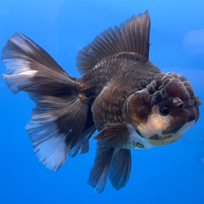 Thai Oranda Panda 3.5” Body Male(CK-693)R1B07
