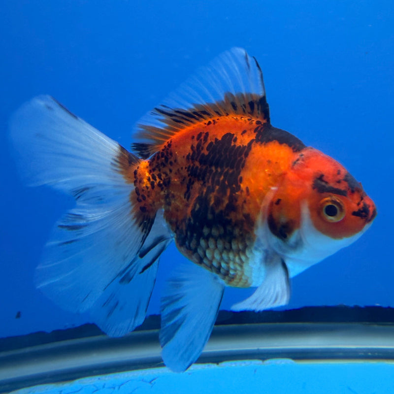 Thai Oranda Tri-Color 3in Female (FEB-294)R2B05