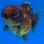 Thai Oranda Calico Yuanbao by SHOGUN 2.5” Body Female(CK-1588)R3B09