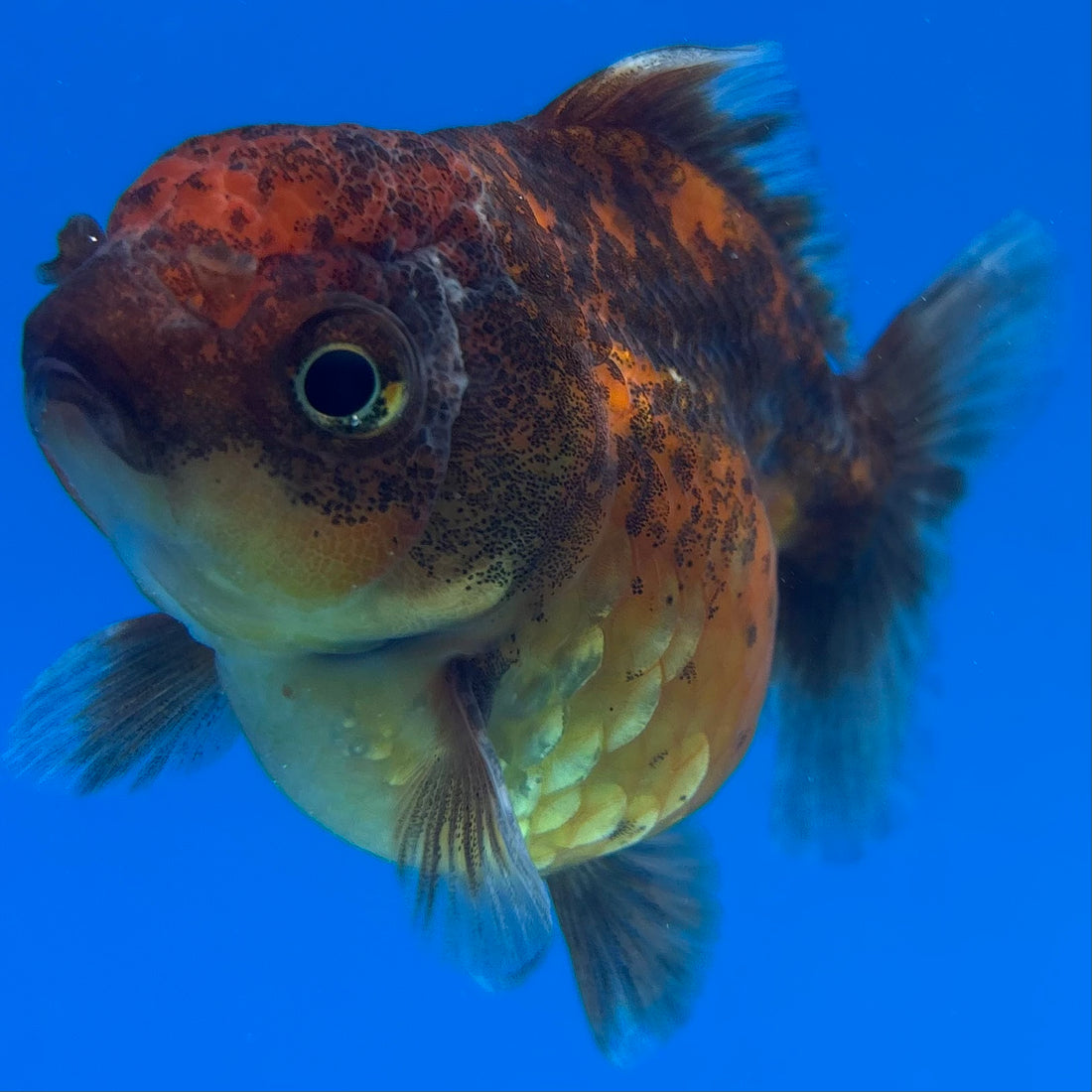 Thai Oranda Calico Yuanbao by SHOGUN 2.5” Body Female(CK-1588)R3B09