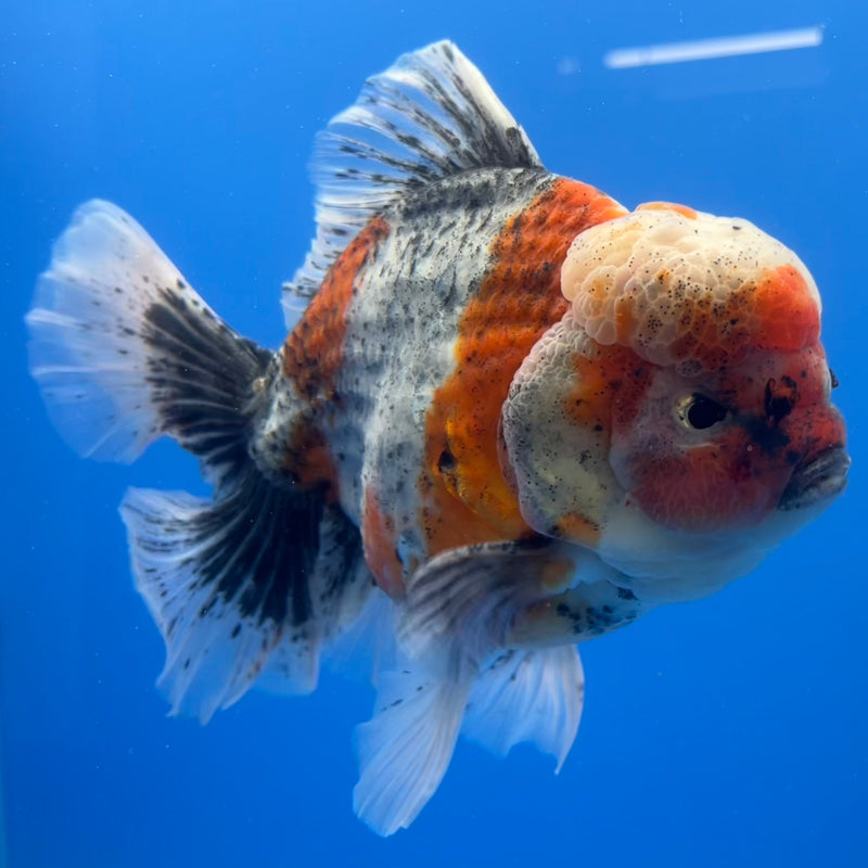 Thai Oranda JUMBO Sakura Orchid Tail 5.5” Body Male(CRP-CK-643)BLUETUB2