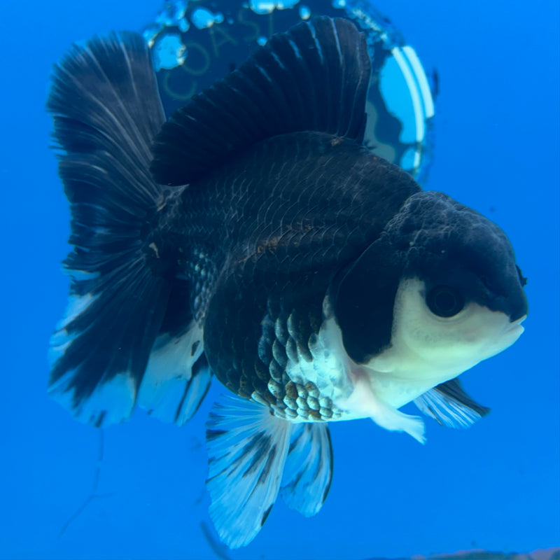 Thai Oranda Panda 3.5” Body Male(QGF-CK-1079)SHOWTANK