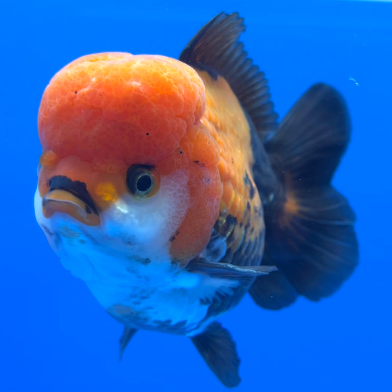 Thai Premium Oranda Yuanbao Apache 4” Body Male(CK-760)R1BlueTub4