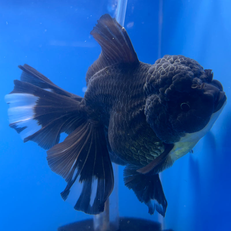 Thai Oranda Full Black 4” Body Male(CK-818)R1B04