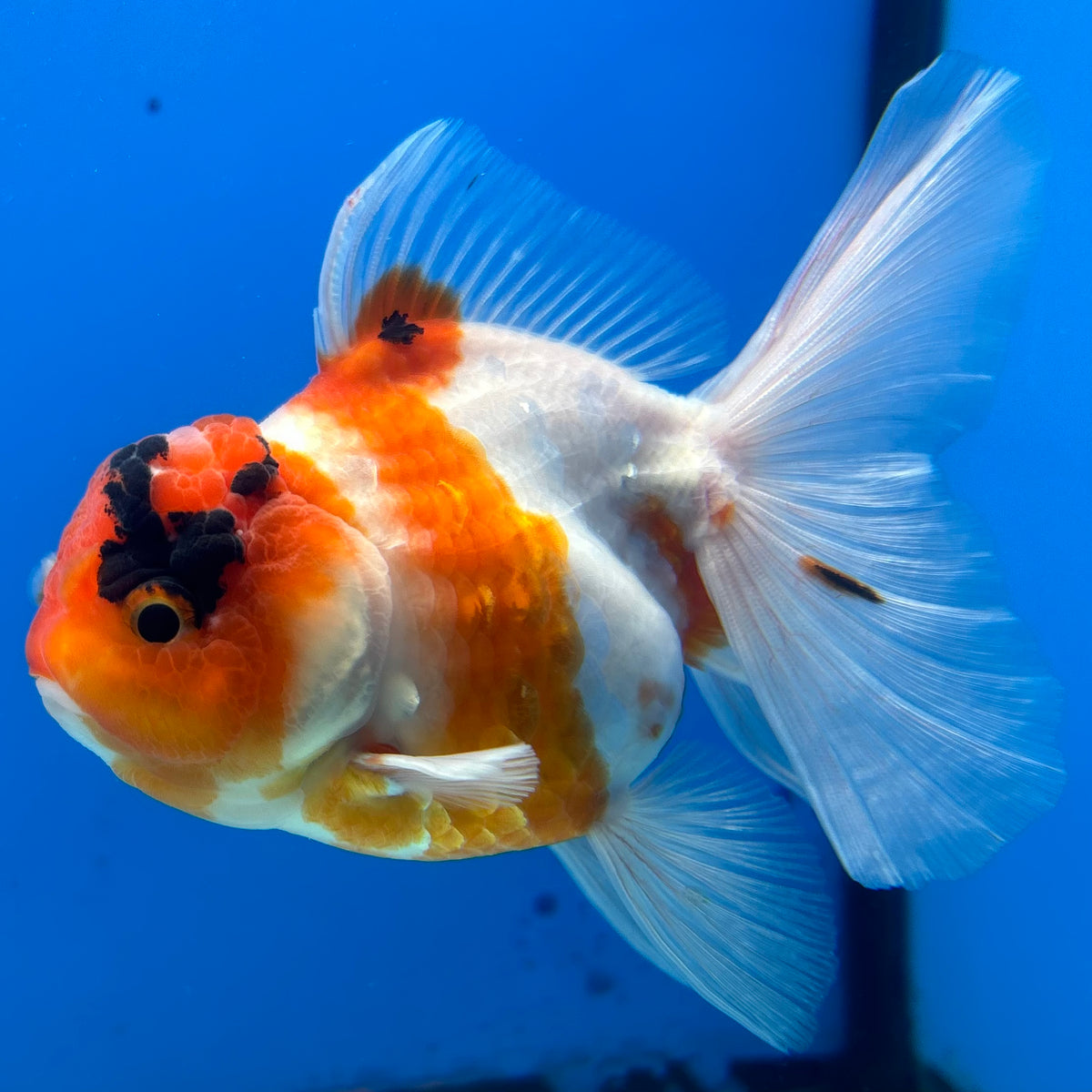 Thai Oranda Tri-Color Tiger Calico 3” Female(BIN-CK-1065)SHOWTANKB