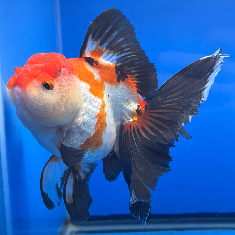 Thai Oranda AA JUMBO Tri-Color/Apache 4” Body Male(AA-CK-1357)R1BLUETUB3