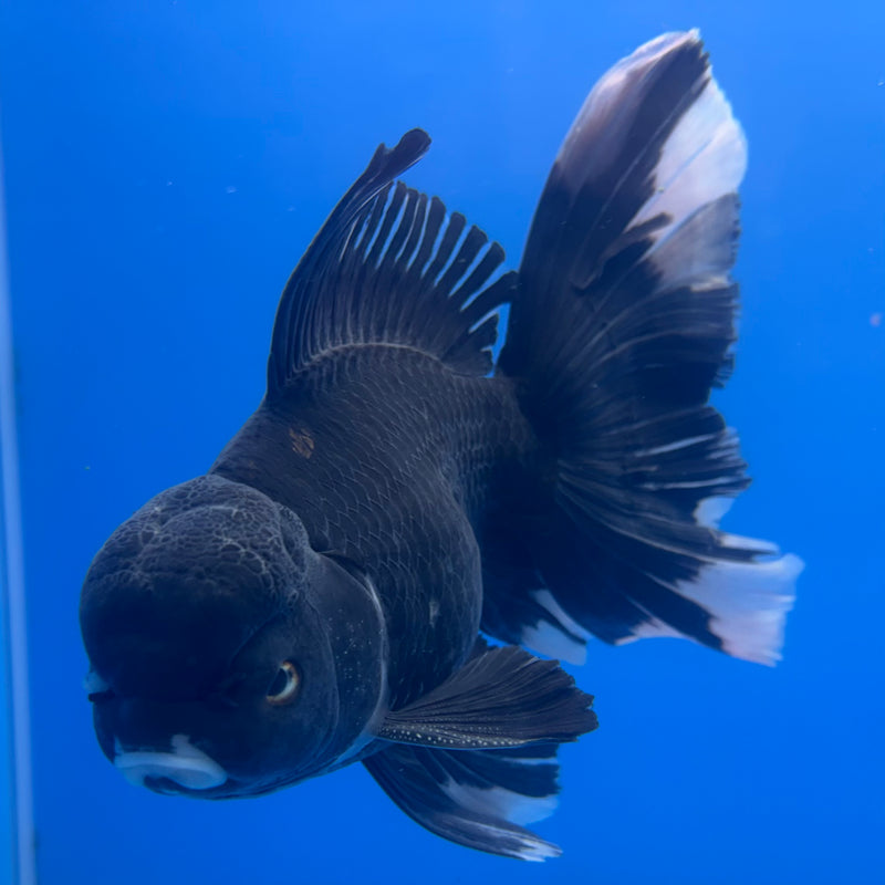 Thai Oranda JUMBO Panda 4.5” Body Male(QGF-CK-1333)BLUETUB1