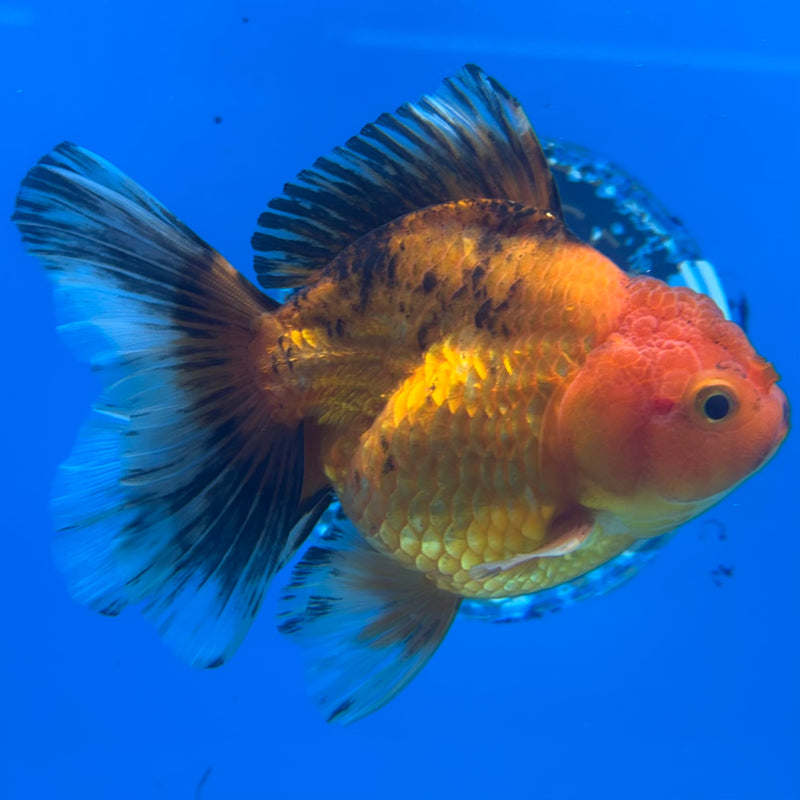 Thai Oranda Apache 3.5” Body Female(CK-1480)R2B16