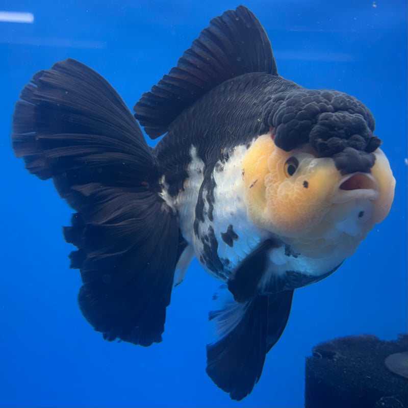 Thai Oranda JUMBO Panda 5” Body Female(QGF-CK-1327)BLUETUB1