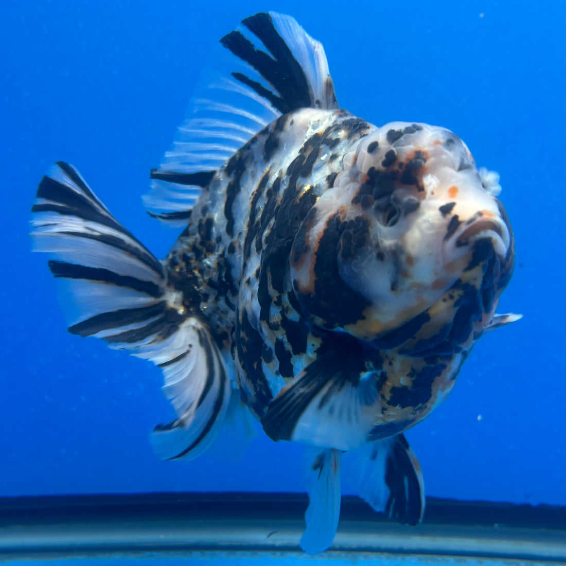 Thai Oranda Tri-Color Tiger 4" Male(NKT-CK-1573)BLUETUB-B