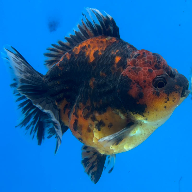 Thai Oranda Calico 3.5” Body Male(CK-1518)BLUETUBD
