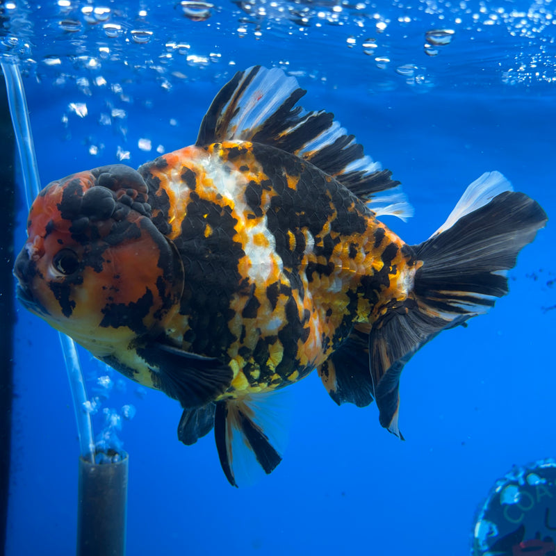 Thai Oranda Tri-Color Calico Tiger 5” Body Male(NKT-CK-1028)SHOWTANK2