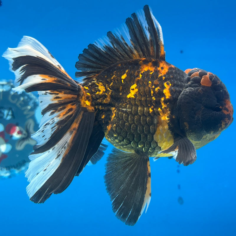 Thai Oranda Tiger Calico 3.5” Male(BIN-CK-1067)SHOWTANK2