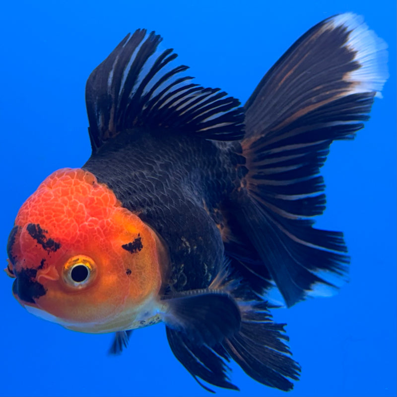Thai Oranda Apache 3” Body Male(CK-710)R1A06