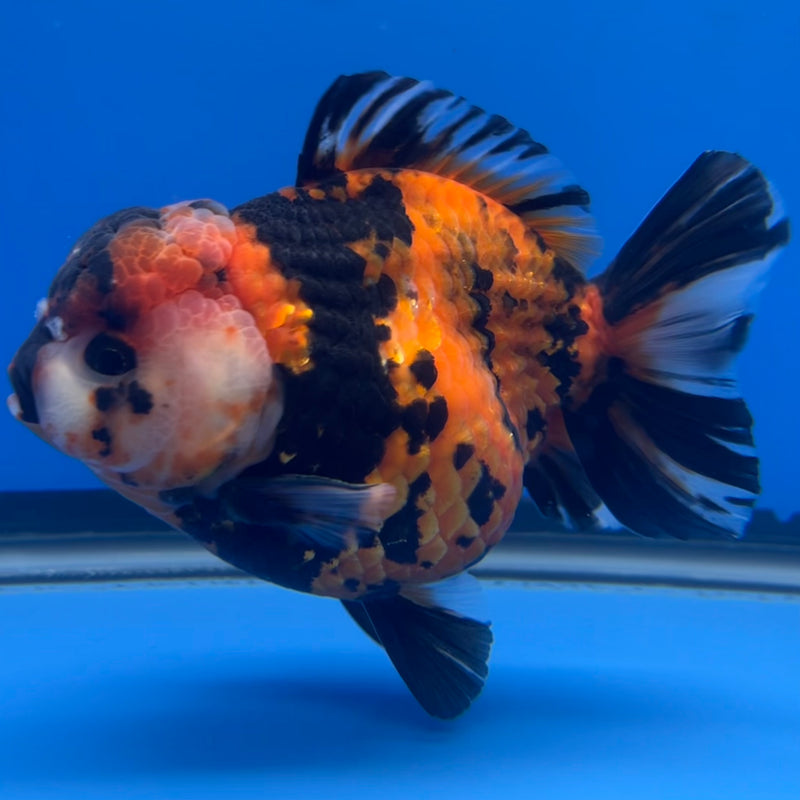 Thai Premium Oranda Yuanbao Tiger Calico 4” Body Male(CK-756)R1BlueTub4