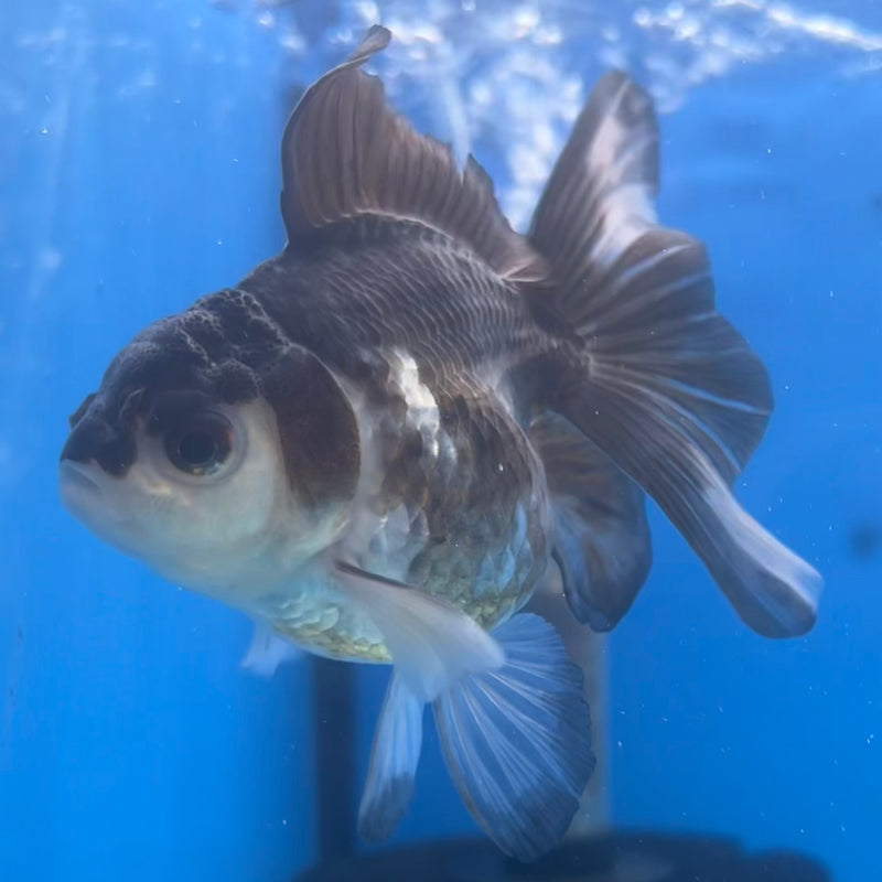 Thai Oranda Panda 2.5” Body Male(CK-1424)R3B19